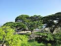Stone Town trees